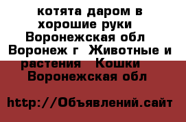 котята даром в хорошие руки - Воронежская обл., Воронеж г. Животные и растения » Кошки   . Воронежская обл.